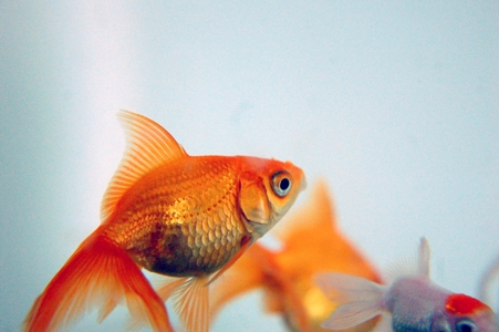 Goldfish - courtesy of stock.xchng (http://www.sxc.hu/)