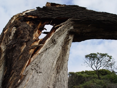 A lightening damaged tree - courtesy of stock.xchng (http://www.sxc.hu/)