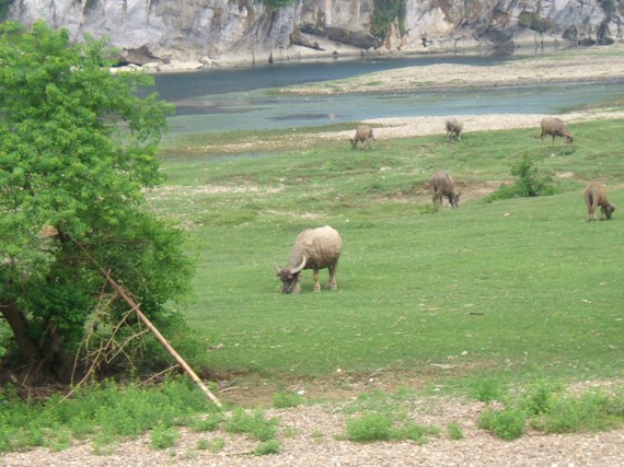 Lijiang river - Buffalo