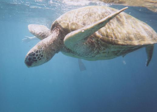 A sea turtle surfaces in "turtle town" near Makena, Maui